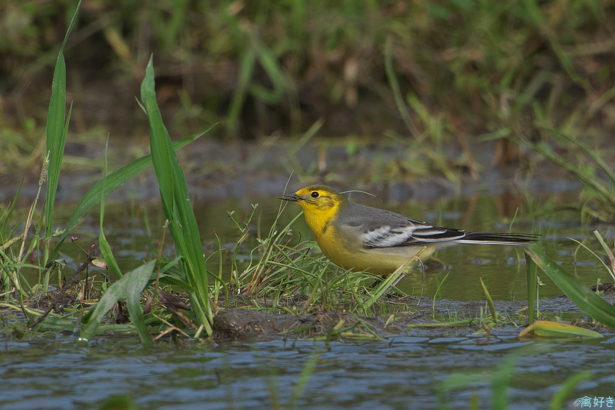 Citrine Wagtail