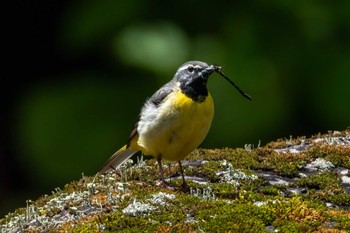 2024年6月4日(火) 甲子高原の野鳥観察記録