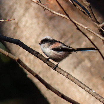 Long-tailed Tit Yoyogi Park Mon, 1/14/2019