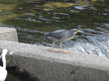 Striated Heron 天野川 Thu, 5/23/2024