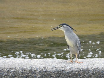 Striated Heron 天野川 Thu, 5/23/2024