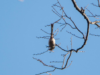 Long-tailed Tit Rikugien Garden Sun, 1/13/2019