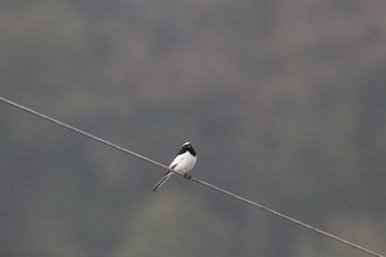 2024年3月25日(月) 伊東市 赤沢の野鳥観察記録