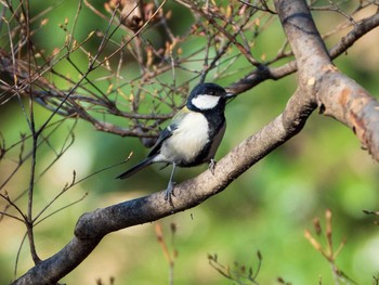 Japanese Tit Rikugien Garden Sun, 1/13/2019