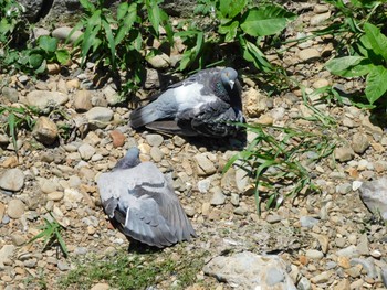 2024年6月5日(水) 妙正寺川の野鳥観察記録