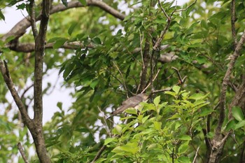 2024年6月3日(月) 薬師池公園の野鳥観察記録