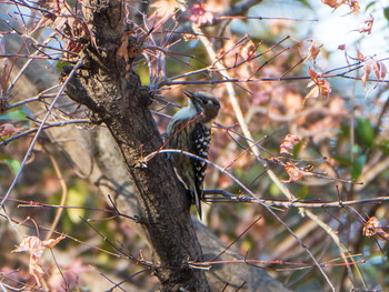 Japanese Pygmy Woodpecker Rikugien Garden Sun, 1/13/2019