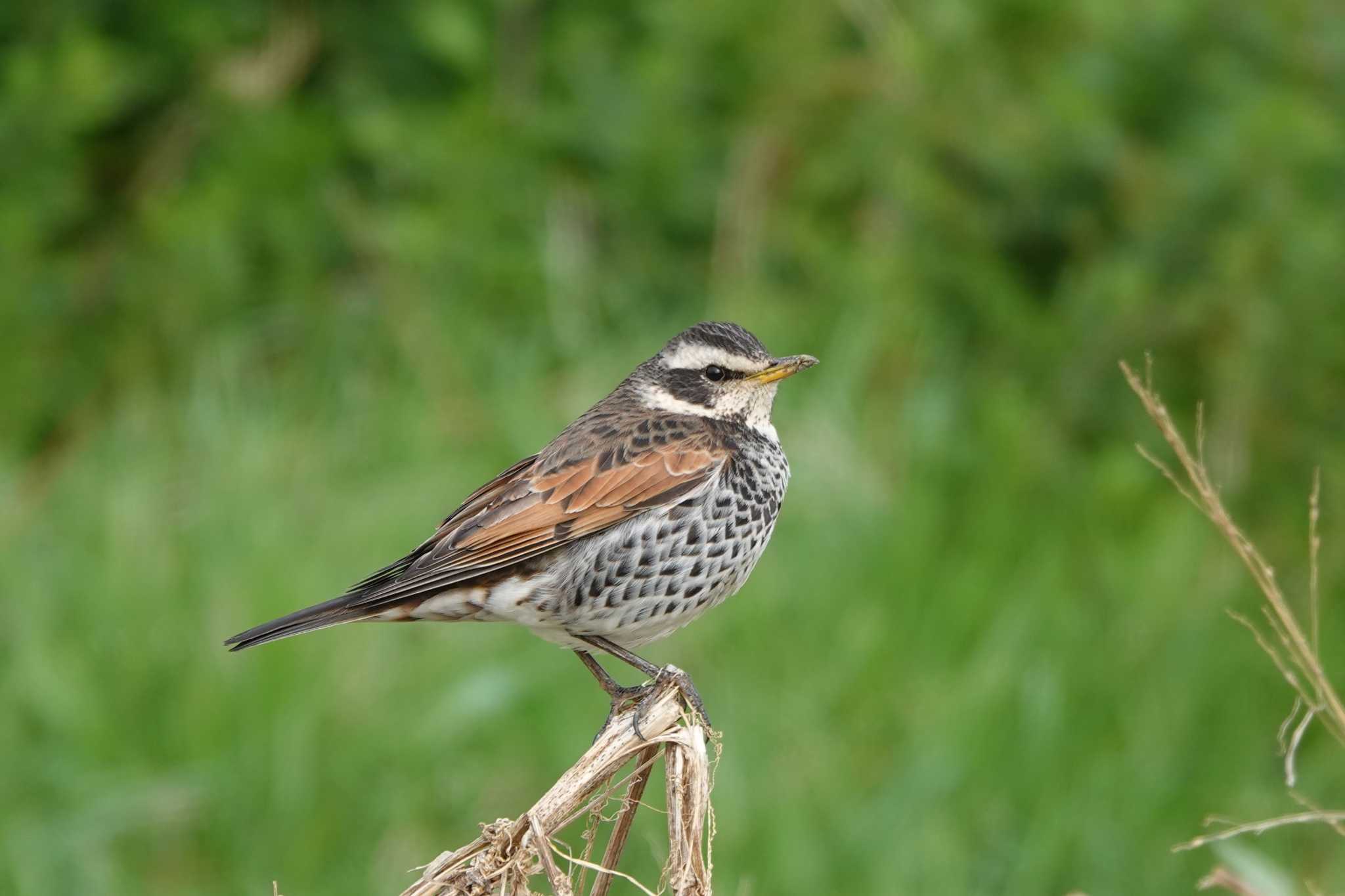 Photo of Dusky Thrush at 多摩川河川敷 by iwere-a-bird