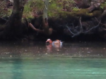 Mandarin Duck 上高地 Mon, 5/20/2024