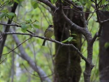 Masked Bunting 上高地 Mon, 5/20/2024