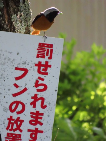 Daurian Redstart 奈良井宿 Tue, 5/21/2024