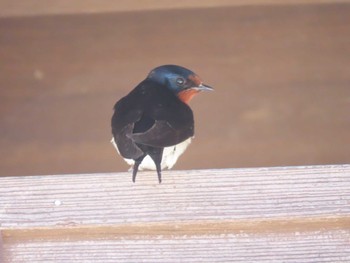 Barn Swallow 妻籠宿 Tue, 5/21/2024