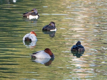 Common Pochard Rikugien Garden Sun, 1/13/2019