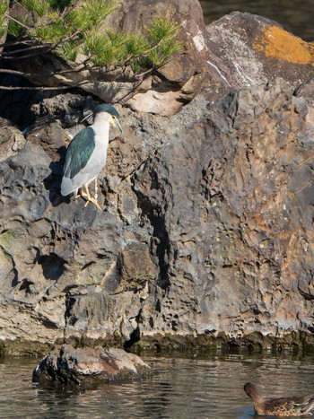 Black-crowned Night Heron Rikugien Garden Sun, 1/13/2019