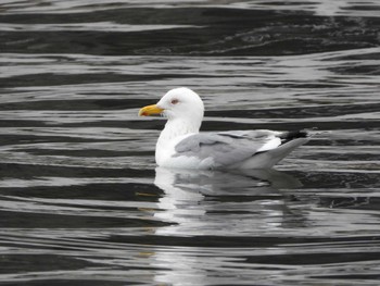 Vega Gull 隅田川 Fri, 4/5/2024