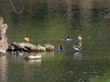 マガモ 六義園 2019年1月13日(日)