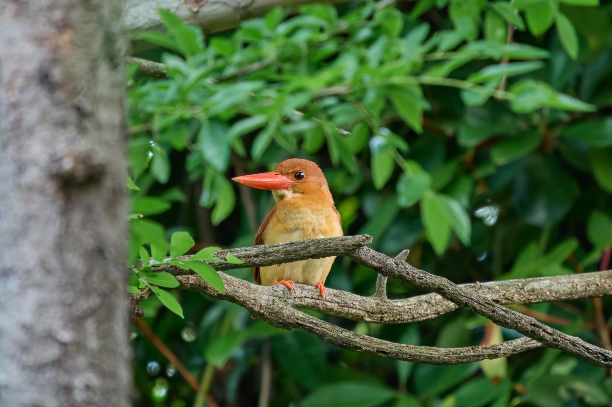 アカショウビン