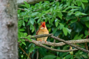 Sun, 6/2/2024 Birding report at 大阪府