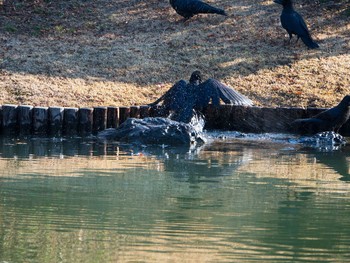 Large-billed Crow Rikugien Garden Sun, 1/13/2019