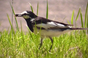 2024年6月5日(水) 佐倉の野鳥観察記録