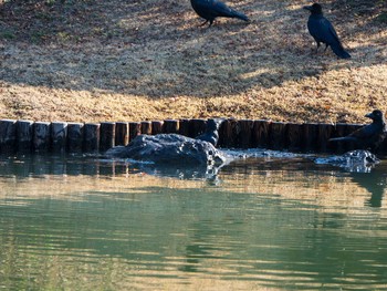 ハシブトガラス 六義園 2019年1月13日(日)