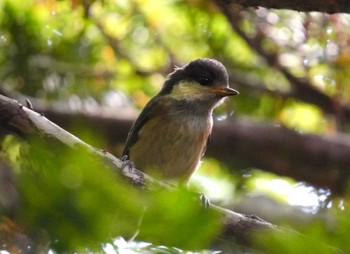 Varied Tit Unknown Spots Unknown Date