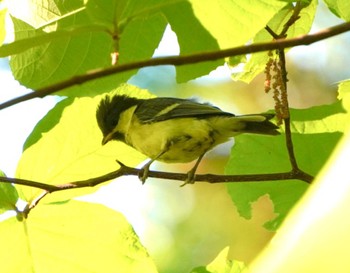 Japanese Tit Unknown Spots Unknown Date