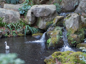 コサギ 六義園 2019年1月13日(日)