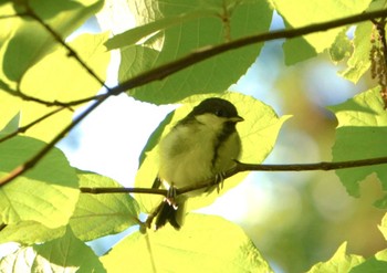 Japanese Tit Miharashi Park(Hakodate) Wed, 6/5/2024