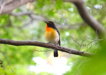 Narcissus Flycatcher Miharashi Park(Hakodate) Wed, 6/5/2024