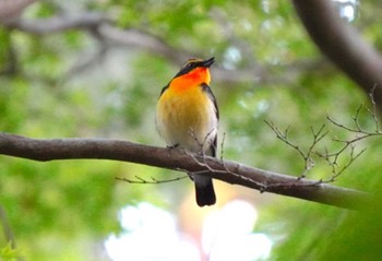 Narcissus Flycatcher Miharashi Park(Hakodate) Wed, 6/5/2024