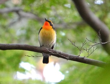 Narcissus Flycatcher Miharashi Park(Hakodate) Wed, 6/5/2024