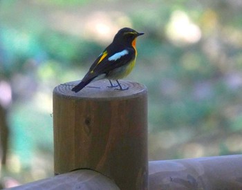 Wed, 6/5/2024 Birding report at Miharashi Park(Hakodate)