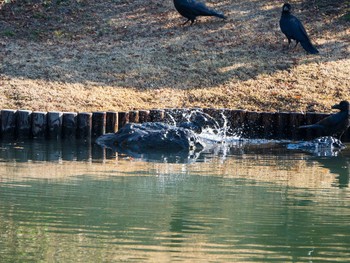 Large-billed Crow Rikugien Garden Sun, 1/13/2019