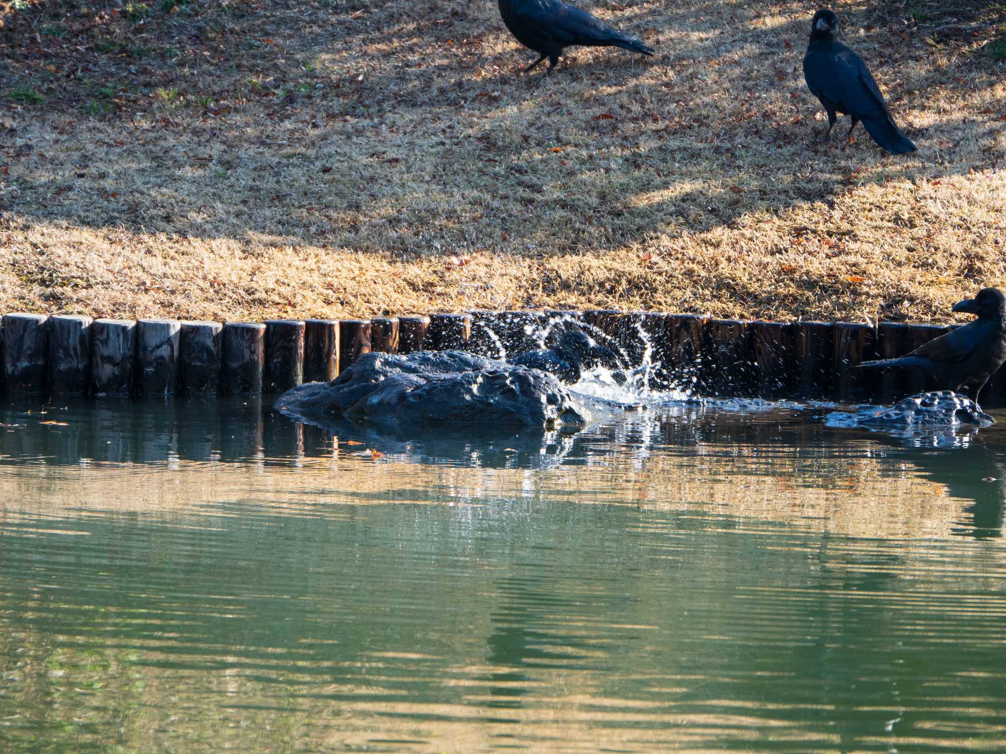 六義園 ハシブトガラスの写真 by ryokawameister