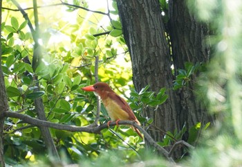 2024年6月2日(日) 大阪の野鳥観察記録