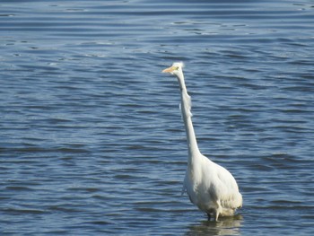 ダイサギ 石狩 茨戸川 2019年1月14日(月)