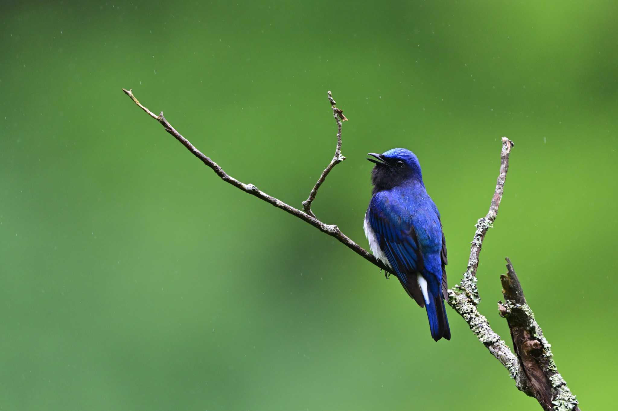 Photo of Blue-and-white Flycatcher at 相模原市 by がぶたん