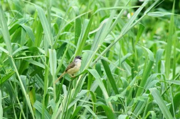 アオハウチワドリ 台湾台北 2024年5月14日(火)