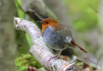 2024年6月1日(土) 井戸湿原の野鳥観察記録