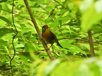 ソウシチョウ 丸火自然公園 2024年5月11日(土)