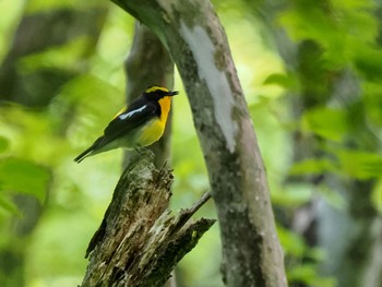 Sat, 5/11/2024 Birding report at 丸火自然公園