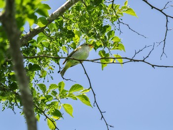 センダイムシクイ 丸火自然公園 2024年5月11日(土)