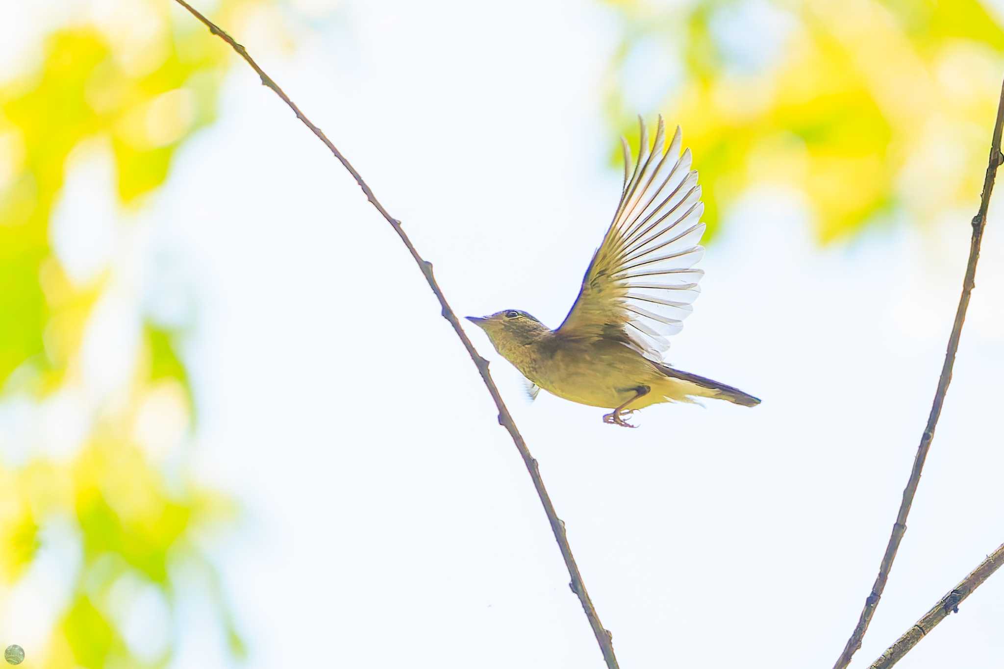 Narcissus Flycatcher