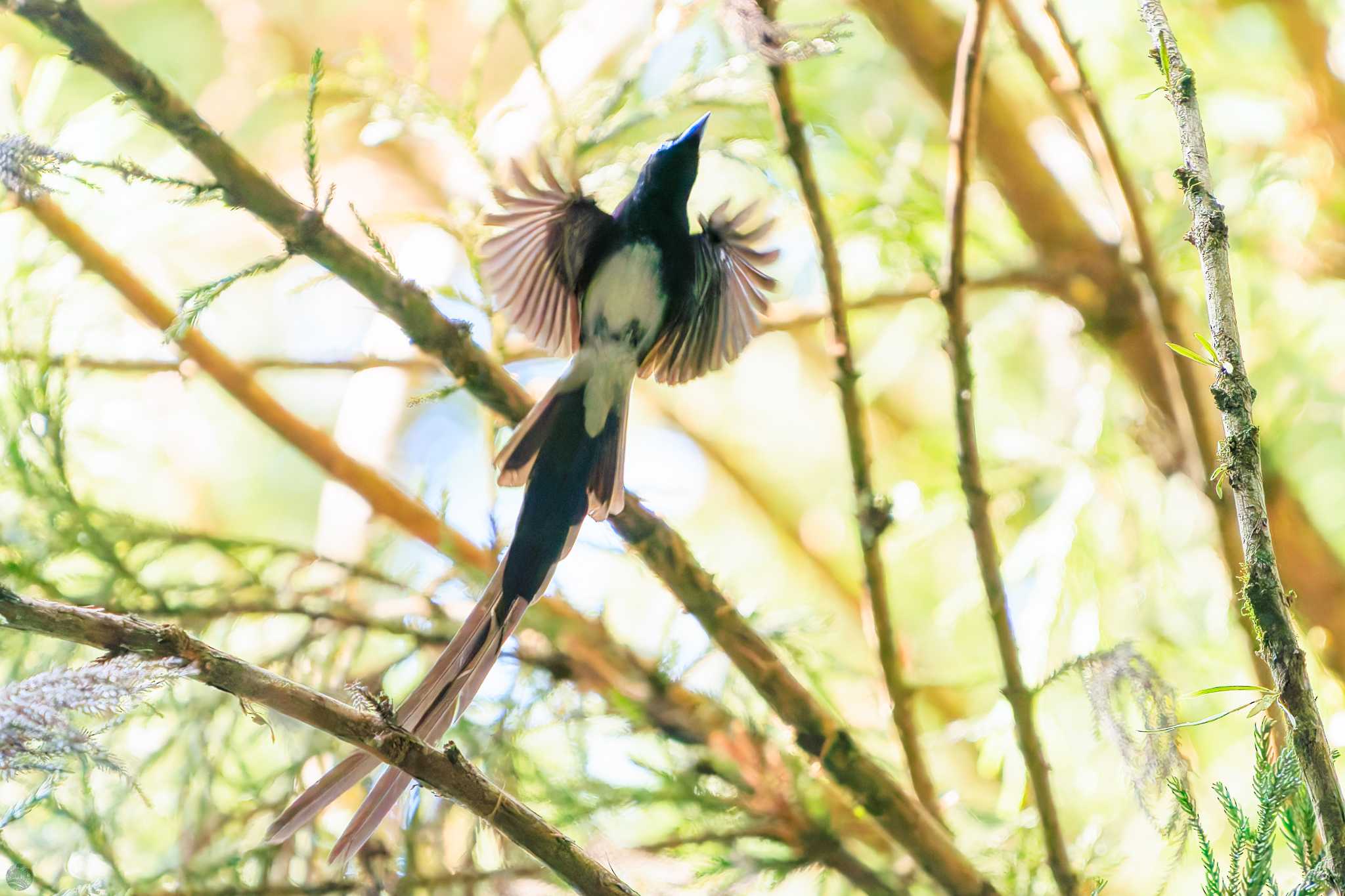 Black Paradise Flycatcher