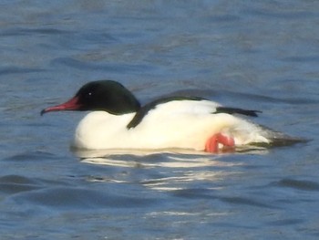 カワアイサ 石狩 茨戸川 2019年1月14日(月)