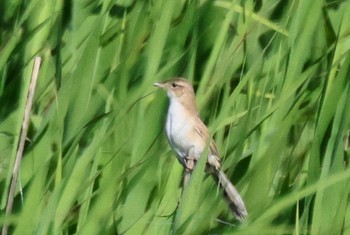 2024年6月5日(水) 妙岐ノ鼻の野鳥観察記録