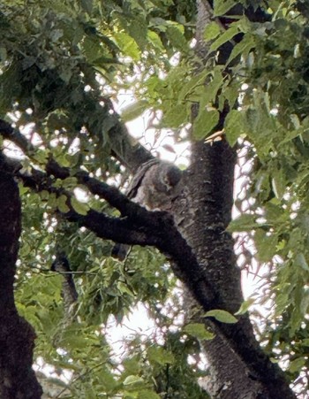 Thu, 6/6/2024 Birding report at 徒歩圏内n(23区西部)