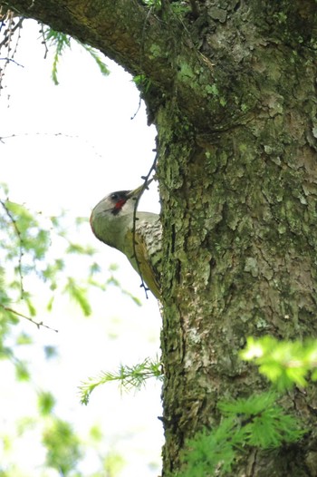 Sat, 5/25/2024 Birding report at 伊香保森林公園