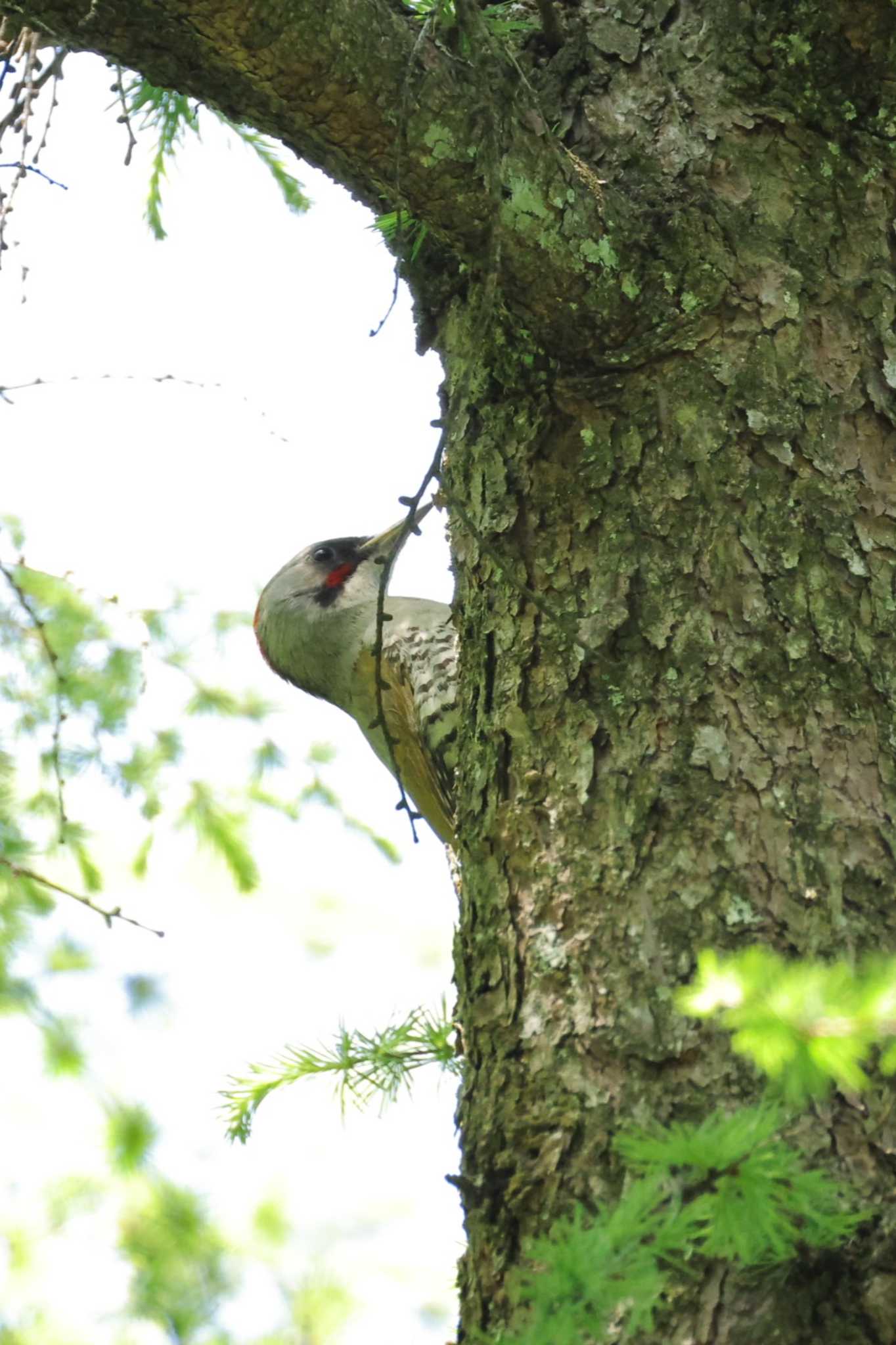 Photo of Japanese Green Woodpecker at 伊香保森林公園 by minomushibouz